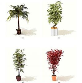 三維植物模型素材3圖片