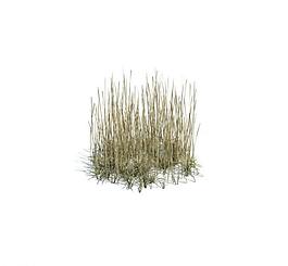 植物模型 小草模型圖片