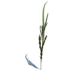 植物模型 小草模型圖片
