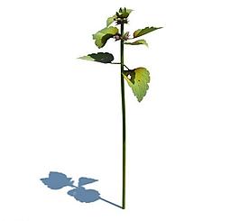 植物模型 小草模型圖片