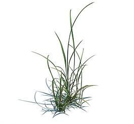 植物模型 小草模型圖片