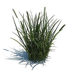 植物模型 小草模型圖片