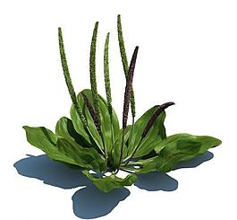 植物模型 小草模型圖片