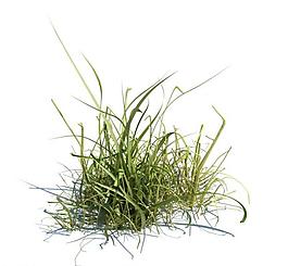 植物模型 小草模型圖片