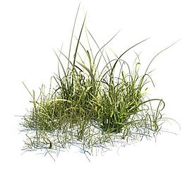 植物模型 小草模型圖片