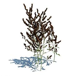 植物模型 小草模型圖片
