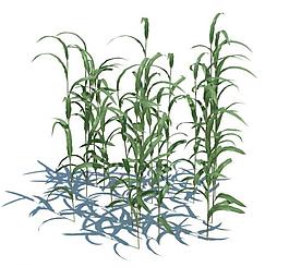 植物模型 小草模型圖片