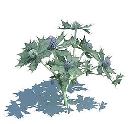 植物模型 小草模型圖片