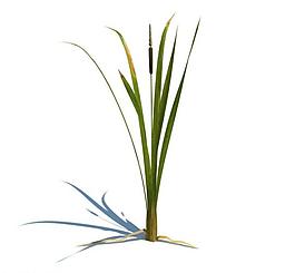 植物模型 小草模型圖片