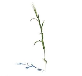 植物模型 小草模型圖片