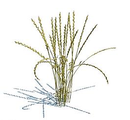 植物模型 小草模型圖片