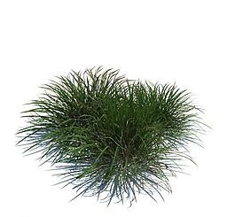 植物模型 小草模型圖片