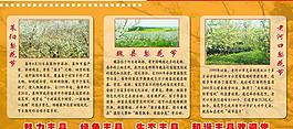梨花節展板圖片