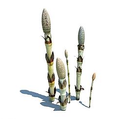 植物模型 小草模型圖片