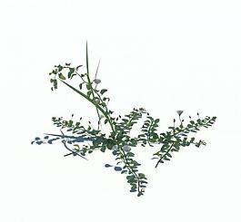 植物模型 小草模型圖片