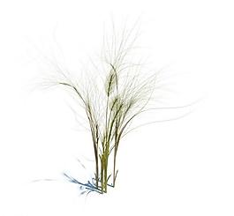 植物模型 小草模型圖片