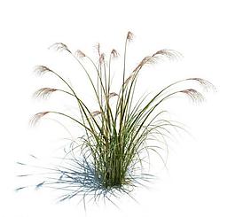 植物模型 小草模型圖片