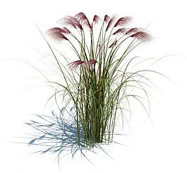 植物模型 小草模型圖片