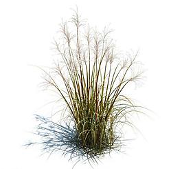 植物模型 草模型圖片
