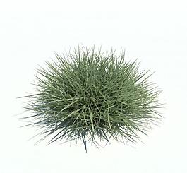 植物模型 草模型圖片