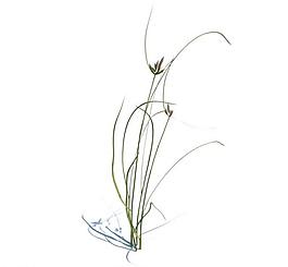 植物模型 小草模型圖片