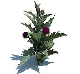 植物模型 小草模型圖片
