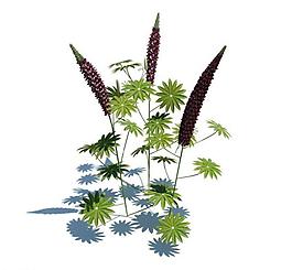植物模型 小草模型圖片