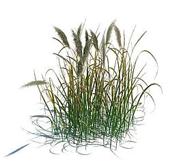 植物模型 草模型圖片