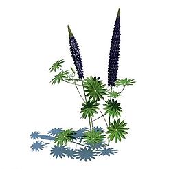 植物模型 小草模型圖片