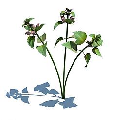 植物模型 小草模型圖片