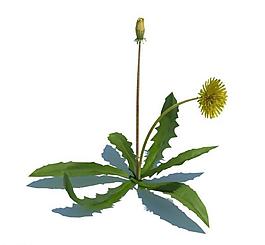 植物模型 小草模型圖片