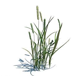 植物模型 小草模型圖片