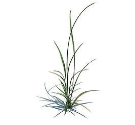 植物模型 小草模型圖片
