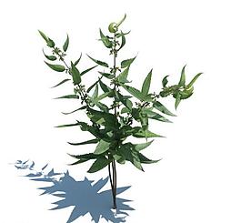 植物模型 小草模型圖片