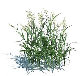 植物模型 小草模型圖片