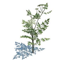 植物模型 小草模型圖片