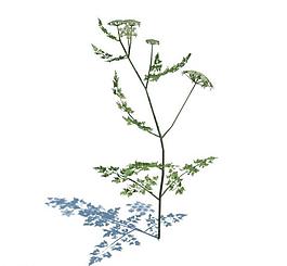 植物模型 小草模型圖片