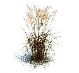 植物模型 草模型圖片