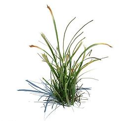 植物模型 小草模型圖片