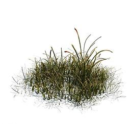 植物模型 小草模型圖片