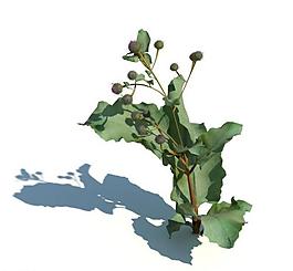 植物模型 草模型圖片