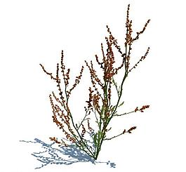 植物模型 小草模型圖片