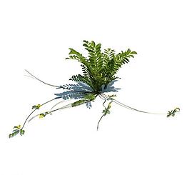 植物模型 小草模型圖片