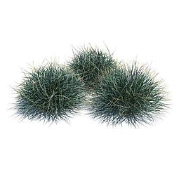 植物模型 小草模型圖片