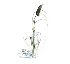 植物模型 小草模型圖片