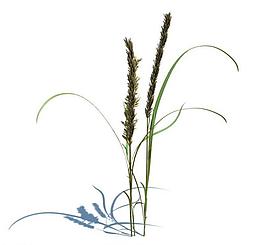 植物模型 小草模型圖片