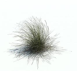 植物模型 小草模型圖片