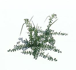 植物模型 小草模型圖片