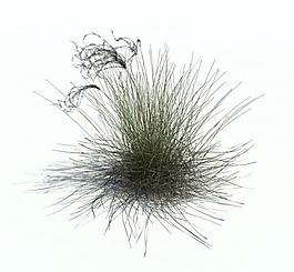 植物模型 小草模型圖片