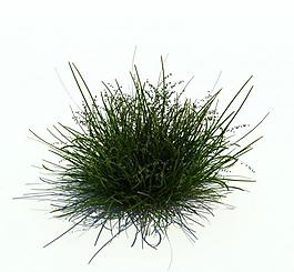 植物模型 小草模型圖片